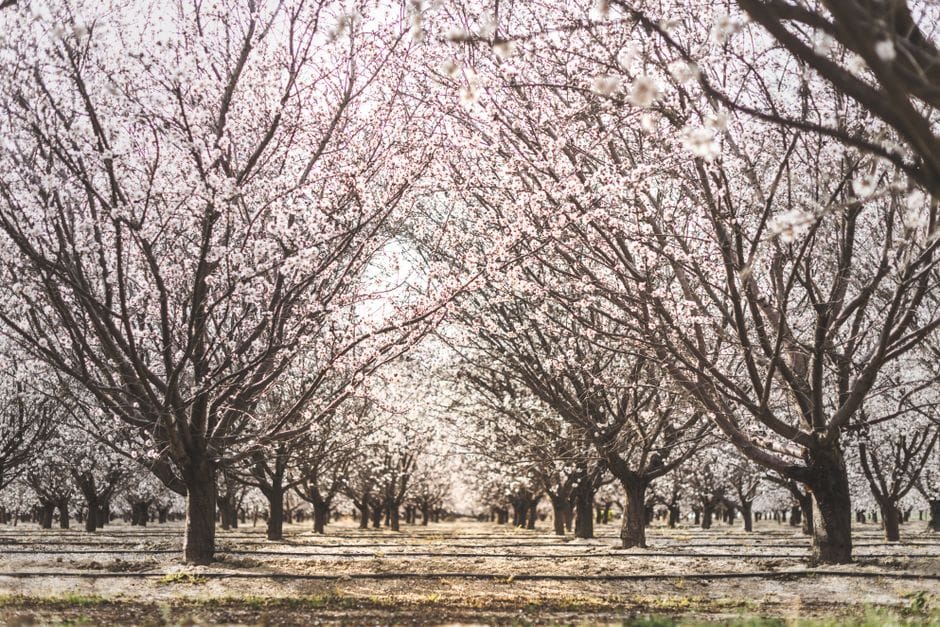 Vroege lente in de Provence: amandelbloesem en slapende dorpen