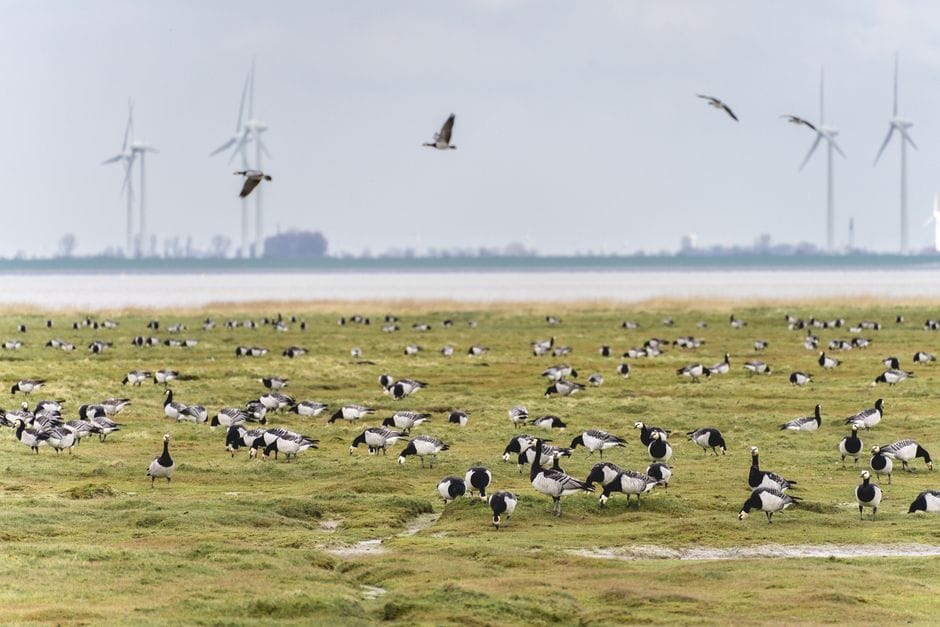Schiermonnikoog in de winter: een waddeneiland zonder toeristen