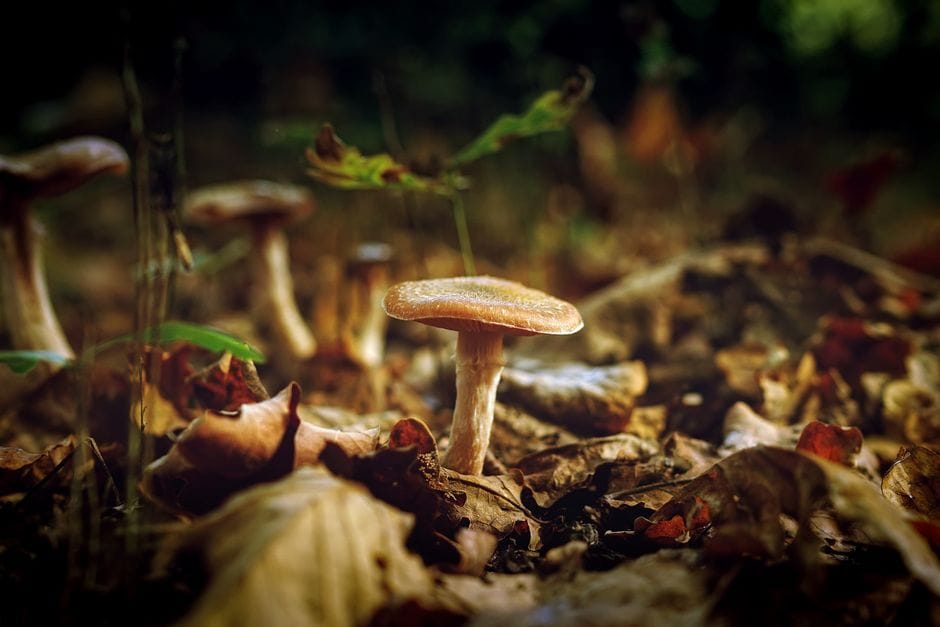 De Veluwe in oktober: edelherten, paddenstoelen en stille zandpaden