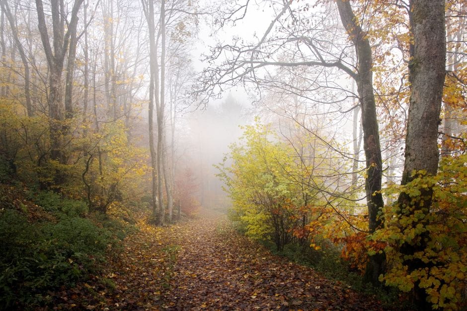 Herfst in de Ardennen: wandelen waar het bos nog naar regen ruikt