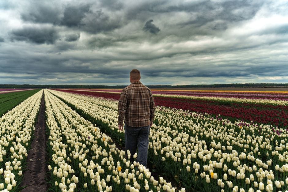 Tulpen kijken buiten de Keukenhof: de bollenstreek per fiets