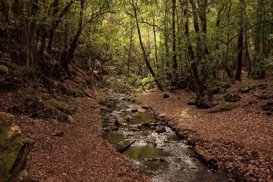 Wandelen op Madeira: levada's en de eeuwige lente