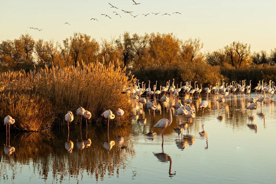 De Camargue in september: zilte moerassen, roze zout en de laatste flamingo's vóór het najaar