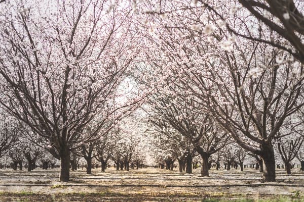 Vroege lente in de Provence: amandelbloesem en slapende dorpen