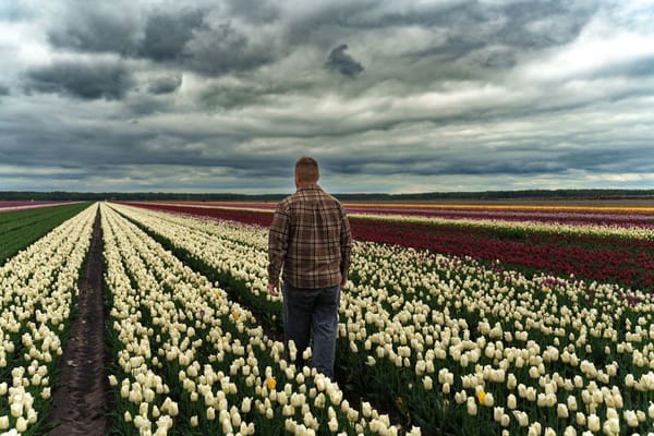 Tulpen kijken buiten de Keukenhof: de bollenstreek per fiets