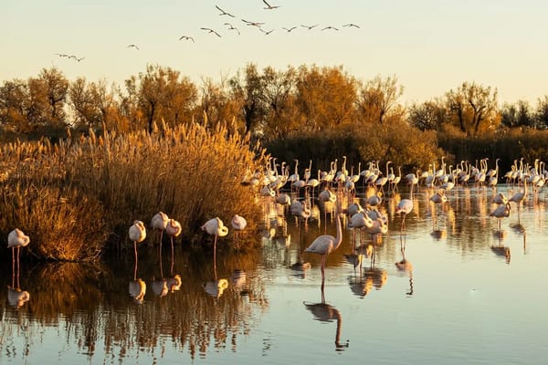De Camargue in september: zilte moerassen, roze zout en de laatste flamingo's vóór het najaar